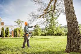 Professional Tree Care in Pittsfield, MA
