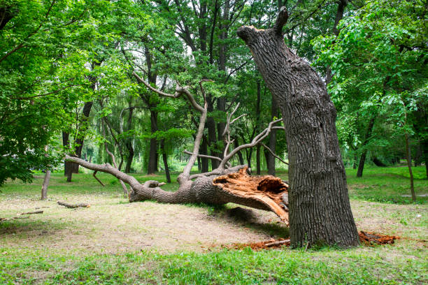 Best Tree Cabling and Bracing  in Pittsfield, MA