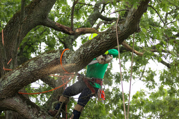 Best Tree Trimming and Pruning  in Pittsfield, MA